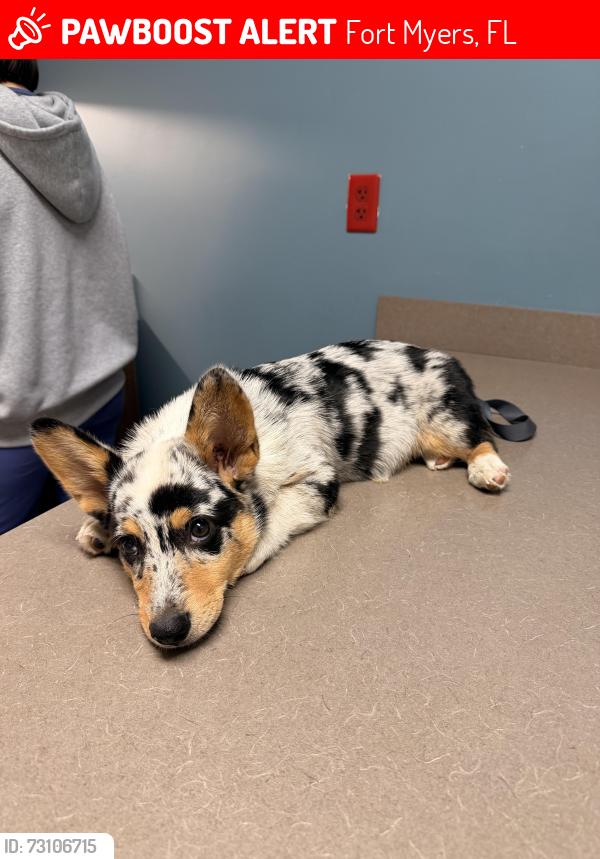 Lost Male Dog last seen Williamson Rd and Coyle Rd, Fort Myers, FL 33905