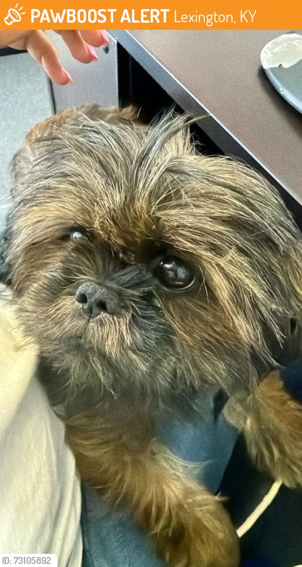 Found/Stray Female Dog last seen ECampus warehouse 2415 Palumbo Dr Lexington, Lexington, KY 40509