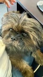 Found/Stray Female Dog last seen ECampus warehouse 2415 Palumbo Dr Lexington, Lexington, KY 40509