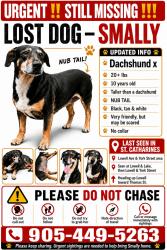 Reunited Female Dog last seen Lowell avenue and york street going north on york, St. Catharines, ON 