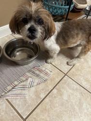 Found/Stray Unknown Dog last seen FM 2920, Spring, TX 77382