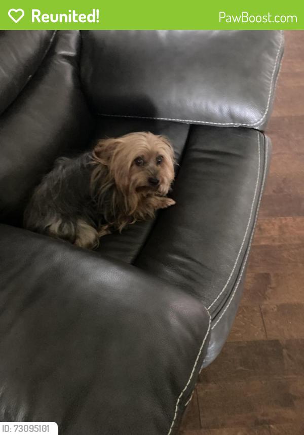Reunited Male Dog last seen Starlight drive, Lafayette, LA 70501