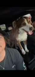 Lost Male Dog last seen 75, jay road, redden rd, Van Alstyne, TX 75495