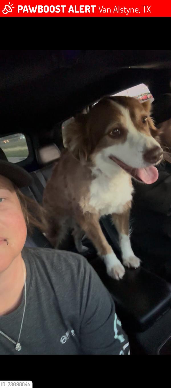 Lost Male Dog last seen 75, jay road, redden rd, Van Alstyne, TX 75495