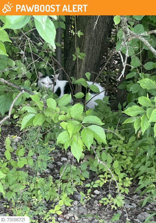 Found/Stray Unknown Cat last seen Lakefront apmts, West Chester Township, OH 45069
