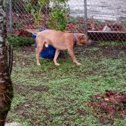 Lost Male Dog last seen Se 274th st, Kent, WA 98030