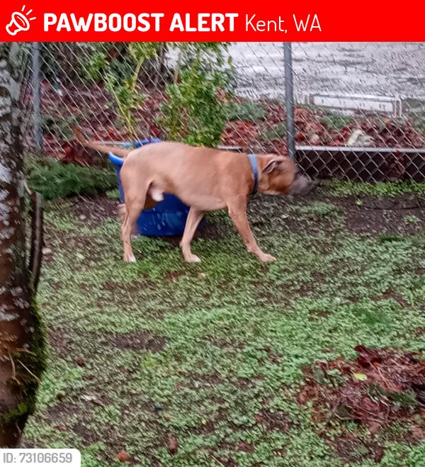 Lost Male Dog last seen Se 274th st, Kent, WA 98030
