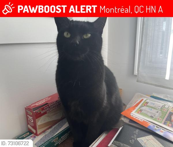 Lost Female Cat last seen Rue Thierry LaSalle, Montréal, QC H8N 2A3