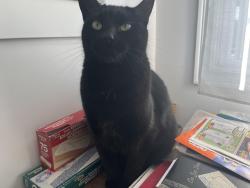 Lost Female Cat last seen Rue Thierry LaSalle, Montréal, QC H8N 2A3