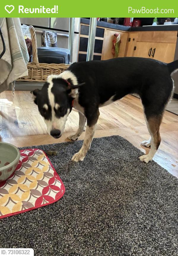 Reunited Female Dog last seen Osuna and 4th Street NW, Albuquerque, NM 87109