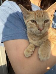 Found/Stray Unknown Cat last seen Kroger parking lot Hilliard Rome Rd, Hilliard, OH 43026