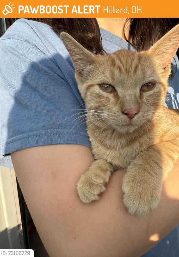 Found/Stray Unknown Cat last seen Kroger parking lot Hilliard Rome Rd, Hilliard, OH 43026