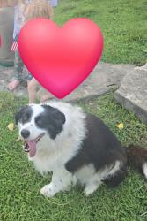 Reunited Female Dog last seen Hillside Honey, W Riley St., 192, 235th St., 243rd St., Easton, KS 66020