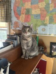 Lost Female Cat last seen Hudson St, Frances St, Mechanicville, NY 12118