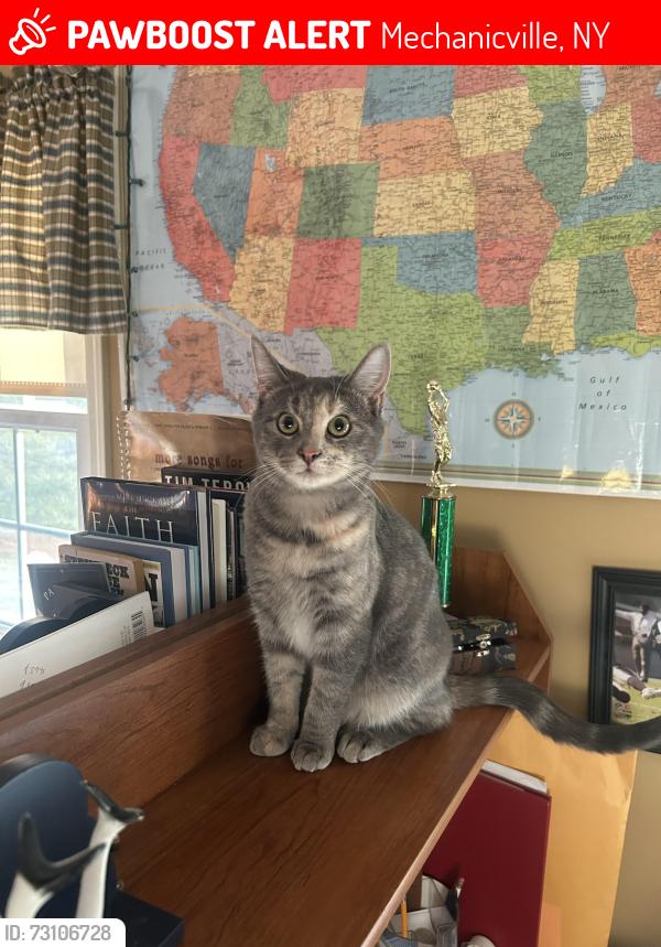 Lost Female Cat last seen Hudson St, Frances St, Mechanicville, NY 12118