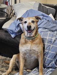 Reunited Male Dog last seen Carlisle and Comance, Albuquerque, NM 87110