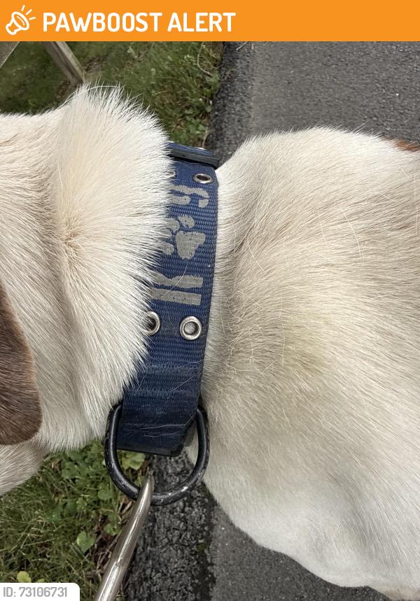 Found/Stray Male Dog last seen Roadarmel lane elysburg pa, Ralpho Township, PA 17860