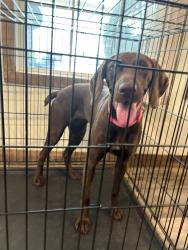 Found/Stray Female Dog last seen Midway rd, Brunswick County, NC 28422