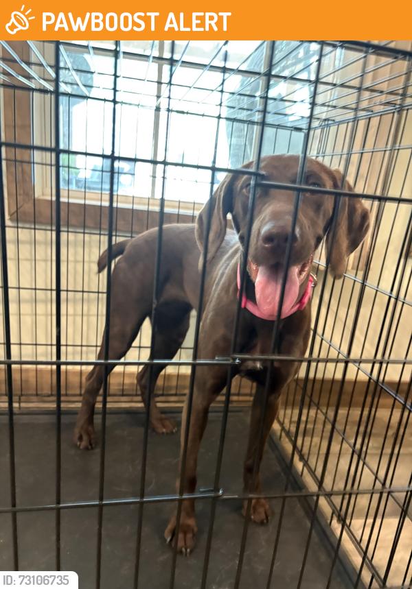 Found/Stray Female Dog last seen Midway rd, Brunswick County, NC 28422