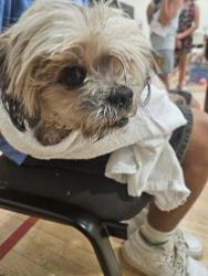Reunited Male Dog last seen Midwest City YMCA, Midwest City, OK 73110