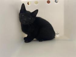 Shelter Stray Male Cat last seen Near BLOCK N 29TH ST - TRAP, 3839 W Burnham St, West Milwaukee, WI 53215, USA
