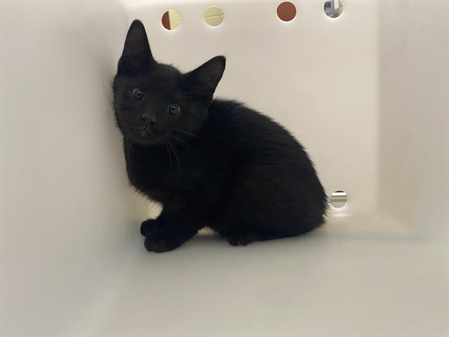 Shelter Stray Male Cat last seen Near BLOCK N 29TH ST - TRAP, 3839 W Burnham St, West Milwaukee, WI 53215, USA