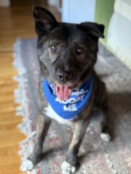 Shelter Stray Male Dog last seen , 3201 Lacy St, Los Angeles, CA 90031, USA
