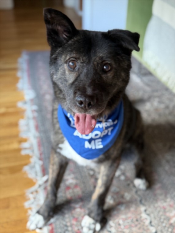 Shelter Stray Male Dog last seen , 3201 Lacy St, Los Angeles, CA 90031, USA
