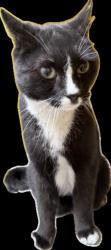 Shelter Stray Male Cat last seen , 3201 Lacy St, Los Angeles, CA 90031, USA