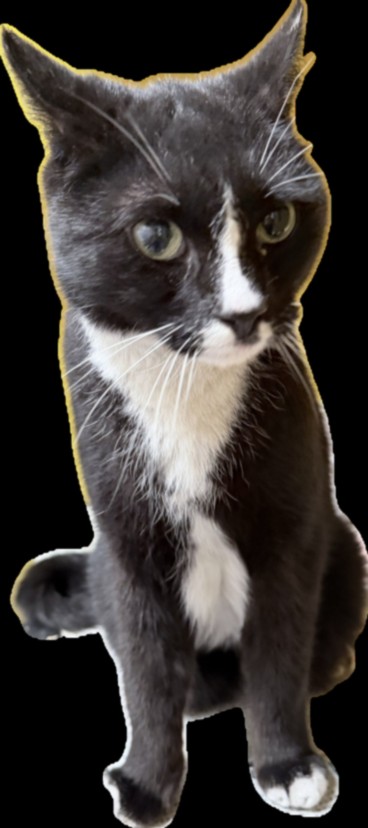 Shelter Stray Male Cat last seen , 3201 Lacy St, Los Angeles, CA 90031, USA
