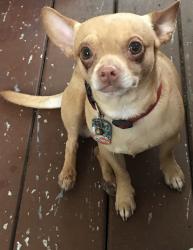 Lost Male Dog last seen Between Kirk & Lakewood & Lakewood/millitry, Lake Worth Beach, FL 33461