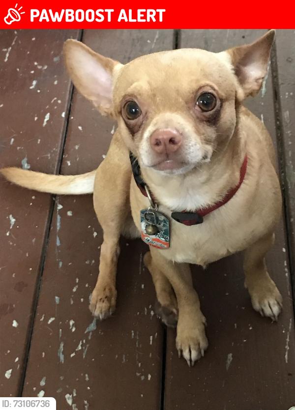 Lost Male Dog last seen Between Kirk & Lakewood & Lakewood/millitry, Lake Worth Beach, FL 33461