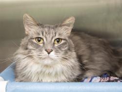 Shelter Stray Male Cat last seen N SILVER LEAF DR AND N 102ND ST, 5501 E Van Buren St, Phoenix, AZ 85008, USA