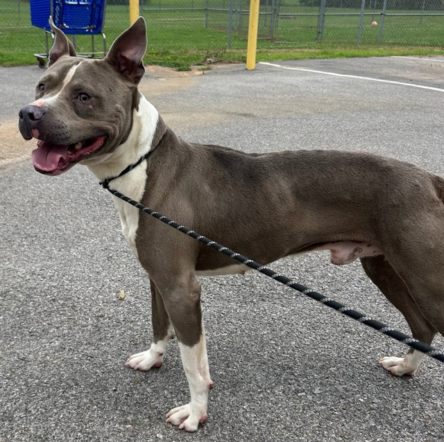 Shelter Stray Male Dog last seen WALL TRIANA HWY, 4950 SW Triana Blvd, Huntsville, AL 35805, USA