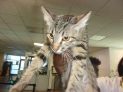 Shelter Stray Female Cat last seen , 14409 Vanowen St, Van Nuys, CA 91405, USA