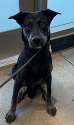 Shelter Stray Male Dog last seen , 14409 Vanowen St, Van Nuys, CA 91405, USA