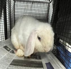 Shelter Stray Male Other last seen , 14409 Vanowen St, Van Nuys, CA 91405, USA