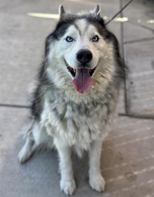 Shelter Stray Male Dog last seen Near BLK FORTUNE ST,BAKERSFIELD,CA, 201 S Mt Vernon Ave, Bakersfield, CA 93307, USA