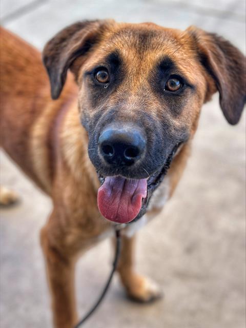 Shelter Stray Female Dog last seen OLD RIVER ST BAKERSFIELD, 201 S Mt Vernon Ave, Bakersfield, CA 93307, USA