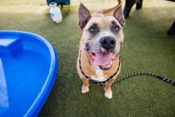 Shelter Stray Male Dog last seen , 2769 Conroy Rd, Orlando, FL 32839, USA