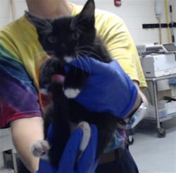 Shelter Stray Male Cat last seen Near BLOCK JACKSON ST, HOPE MILLS NC 28348, 4704 Corporation Dr, Fayetteville, NC 28306, USA