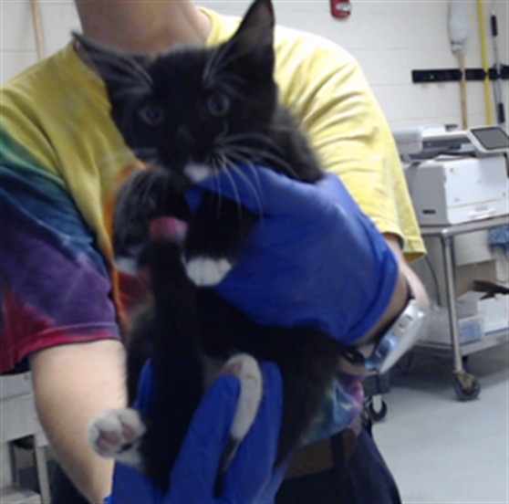 Shelter Stray Male Cat last seen Near BLOCK JACKSON ST, HOPE MILLS NC 28348, 4704 Corporation Dr, Fayetteville, NC 28306, USA