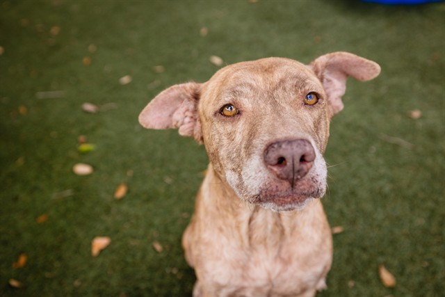 Shelter Stray Female Dog last seen , 2769 Conroy Rd, Orlando, FL 32839, USA