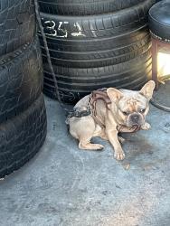 Reunited Male Dog last seen Near w imperial highway, Los Angeles, CA 90044