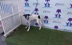 Shelter Stray Male Dog last seen , 2769 Conroy Rd, Orlando, FL 32839, USA