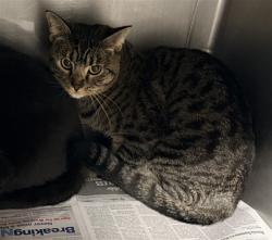 Shelter Stray Female Cat last seen , West Valley Animal Shelter, 20655 Plummer St, Chatsworth, CA 91311, USA