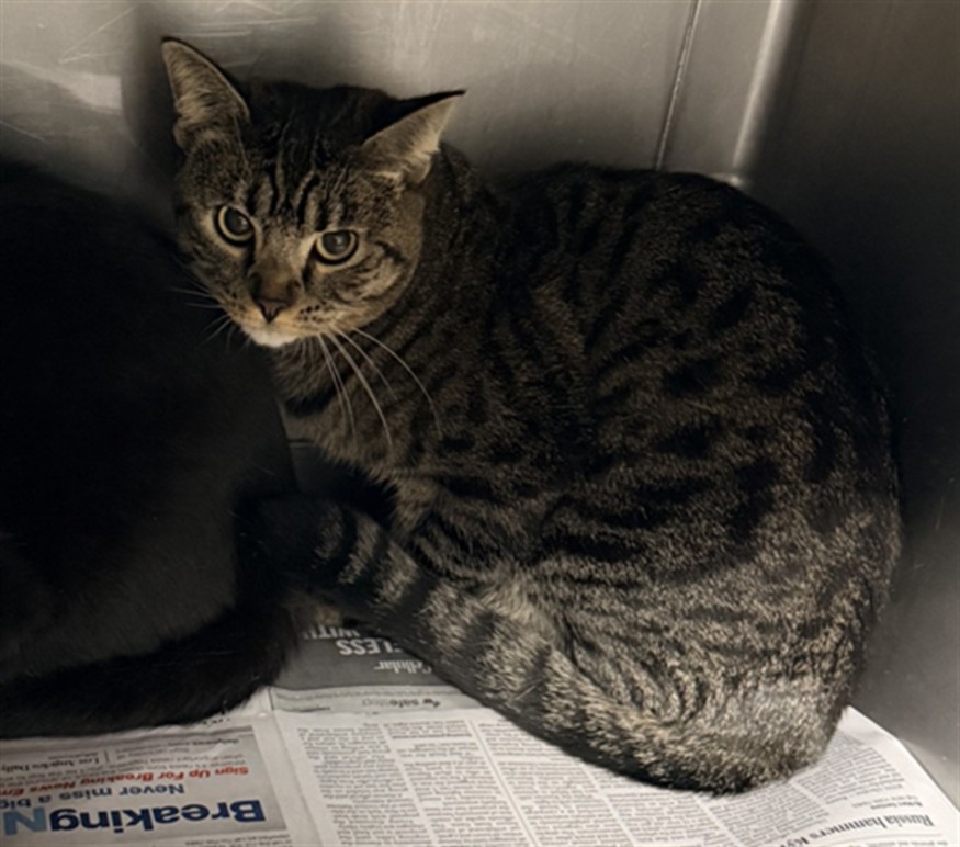 Shelter Stray Female Cat last seen , West Valley Animal Shelter, 20655 Plummer St, Chatsworth, CA 91311, USA