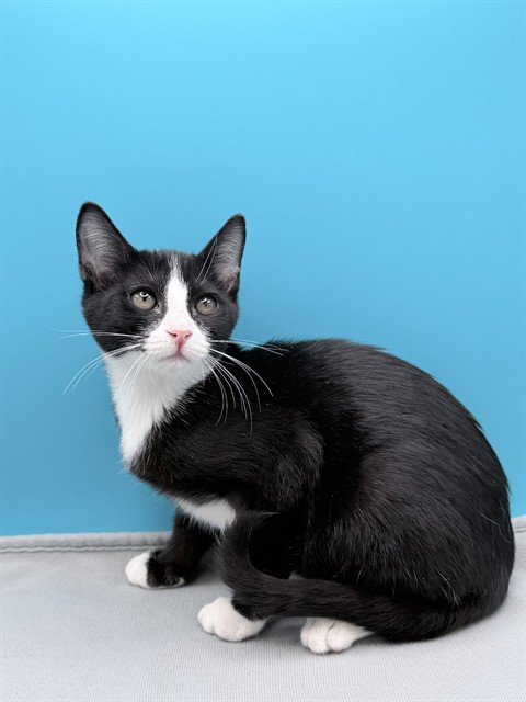 Shelter Stray Female Cat last seen ST CLAIR ABRAMS AVE, TAVARES, 12280 County Rd 448, Tavares, FL 32778, USA