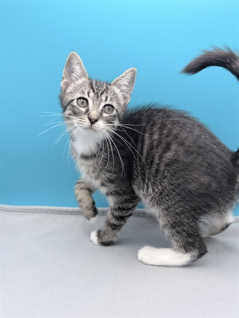 Shelter Stray Female Cat last seen ST CLAIR ABRAMS AVE, TAVARES, 12280 County Rd 448, Tavares, FL 32778, USA