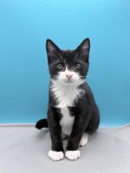 Shelter Stray Male Cat last seen ST CLAIR ABRAMS AVE, TAVARES, 12280 County Rd 448, Tavares, FL 32778, USA
